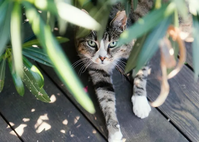 アパート & Mountain *