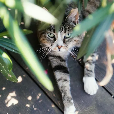 Appartement & Mountain *